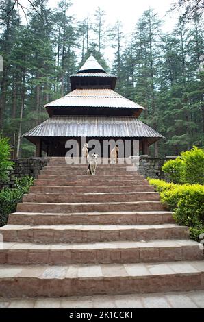 Chiens au temple Van Vihar Dhungri ou Hadimba, Manali, Himachal Pradesh, Inde Banque D'Images