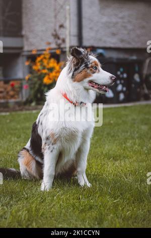 Le chiot Berger australien aux yeux bleus est assis sur ses pattes arrière avec sa langue sortie et regarde avec satisfaction. La joie d'un chien d'être à l'extérieur. Banque D'Images