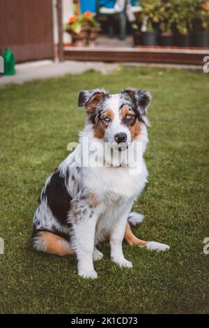 Le chiot Berger australien aux yeux bleus est assis sur ses pattes arrière avec sa langue sortie et regarde avec satisfaction. La joie d'un chien d'être à l'extérieur. Banque D'Images