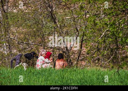 Filles bavardant dans un champ, ait Said, vallée de Bougames, chaîne de montagnes de l'Atlas, maroc, afrique. Banque D'Images