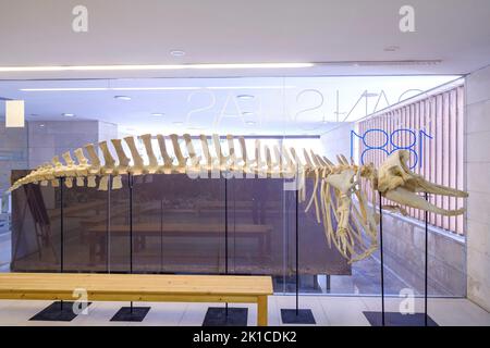 Grampus griseus, Aula de la Mar, centre de. Interprétation de l'environnement marin, CAN Salas, Palma, Majorque, Iles Baléares, Espagne. Banque D'Images