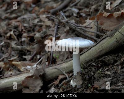Les champignons d'automne Banque D'Images