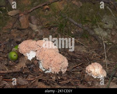 Les champignons d'automne Banque D'Images