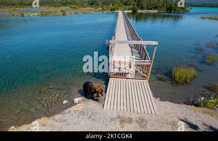 Un ours brun nage à travers la rivière et monte hors de l'eau à la jetée. Banque D'Images