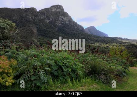 Fleur de miel géante (Melianthus Major), floraison, fleurs, arbuste, jardin botanique de Kirstenbosch, Le Cap, Afrique du Sud Banque D'Images