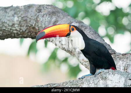 toco toucan, Ramphastos toco, adulte unique perché dans un arbre, Pantanal, Brésil Banque D'Images