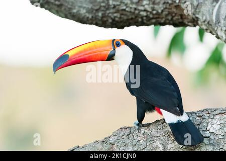 toco toucan, Ramphastos toco, adulte unique perché dans un arbre, Pantanal, Brésil Banque D'Images