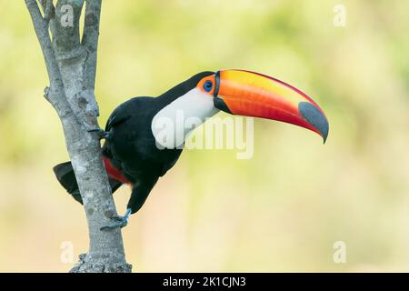 toco toucan, Ramphastos toco, adulte unique perché dans un arbre, Pantanal, Brésil Banque D'Images