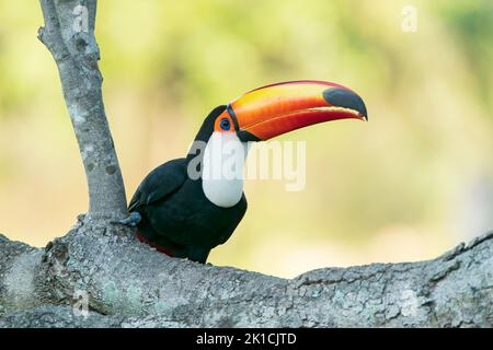 toco toucan, Ramphastos toco, adulte unique se nourrissant de graines alors qu'il est perché dans un arbre, Pantanal, Brésil Banque D'Images