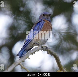 WESTERN Bluebird mâle adulte perché sur une branche d'arbre. Comté de Santa Clara, Californie, États-Unis. Banque D'Images