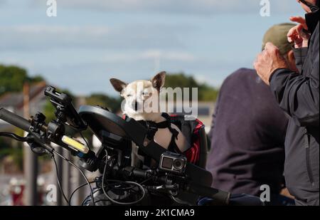 Un petit chien heureux avec de grandes oreilles (chien jouet, Chihuahua) est sorti sur un vélo, en utilisant un siège d'enfant Banque D'Images