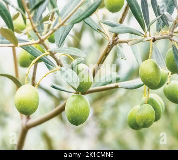 Olives mûres sur l'arbre. Banque D'Images