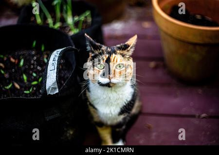 Un portrait d'un chat Calico mignon dans le jardin Banque D'Images