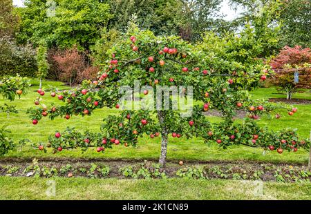 Amisfield Walled Garden, East Lothian, Écosse, Royaume-Uni, 17th septembre 2022. Le jardin clos d'Amisfield est l'un des plus grands d'Écosse. Photo : les pommiers entraînés du jardin ont produit une récolte exceptionnelle cette année. Crédit : Sally Anderson/Alay Live News Banque D'Images