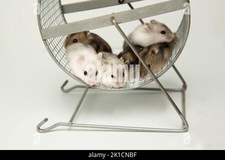 Hamsters dzungariens sur une roue. Animaux de compagnie douillets. Une couvée de jeunes hamsters. Banque D'Images