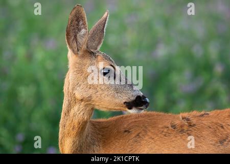 Le cerf de Virginie regarde derrière l'épaule en gros plan sur une prairie verte Banque D'Images