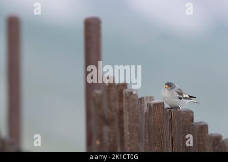 La perce de neige à ailes blanches (Montifringilla nivalis) juvénile. Banque D'Images