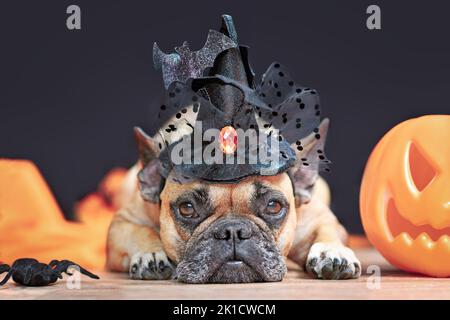 Joli chien Bulldog français avec chapeau de sorcière déguisé Halloween à côté de la citrouille sculptée couchée devant un fond noir Banque D'Images