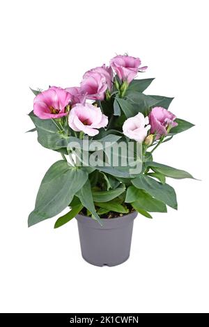 Plante de Gentian des Prairies avec fleurs roses en pot sur fond blanc Banque D'Images