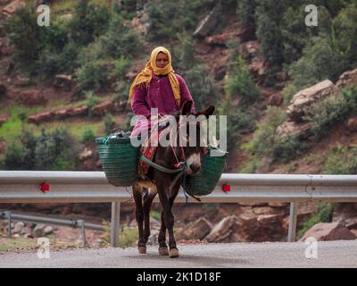 Berber femme à cheval d'un âne, ait Blal, province d'azilal, chaîne de montagnes de l'Atlas, maroc, afrique. Banque D'Images