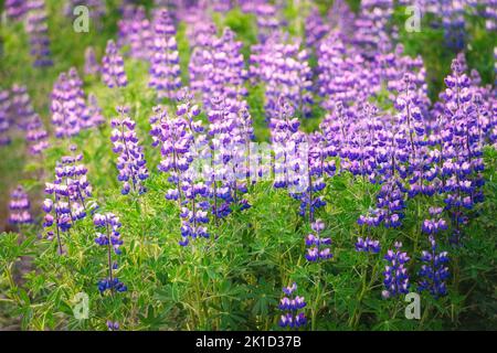 Violet coloré Lupin fleurs sauvages fleurir dans le champ au début de l'été en Islande Banque D'Images