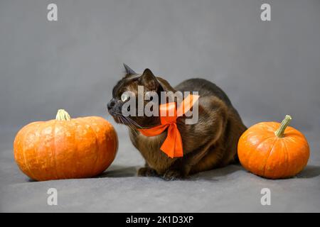 Chat allongé par des citrouilles sur Halloween, mignon chat brun birman avec ruban orange sur fond gris, l'animal regarde loin dans les vacances d'Halloween en studio. Octobre Banque D'Images