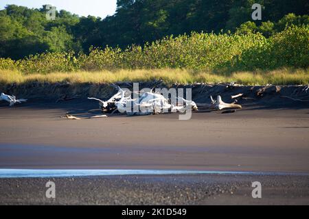 Playa Nosara avec sable foncé au delta avec deux rivières, qui ne peuvent être traversées que par marée basse. Super endroit pour observer les oiseaux. Plage avec bois flotté blanc. Banque D'Images