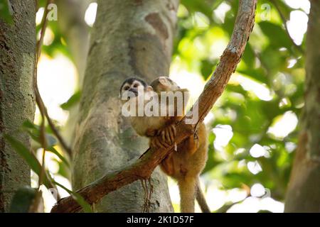 Un singe écureuil de mère est assis sur une branche avec un cub sur le dos et regarde attentivement autour. Banque D'Images