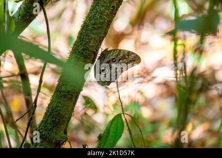 Un grand papillon de hibou sur un arbre vu du côté, à motifs dans des tons de marron et de crème contrastés trouvés dans le parc national unique du Corcovado au Costa Rica. Banque D'Images