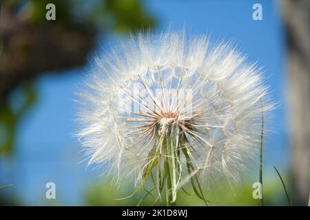 Fleur pustulaire de pissenlit blanc intacte en plein soleil en gros plan. Banque D'Images