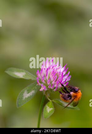 Gros plan d'une abeille sauvage qui récolte le nectar sur une fleur de trèfle de prairie. Banque D'Images