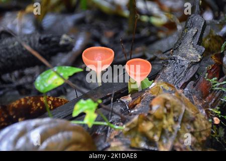 Champignons de Champagne rose, Cookeina speciosa, champignons de la coupe de feu rouge rose, mycélium, dans la forêt tropicale du Costa Rica 2022. Amérique centrale. Banque D'Images