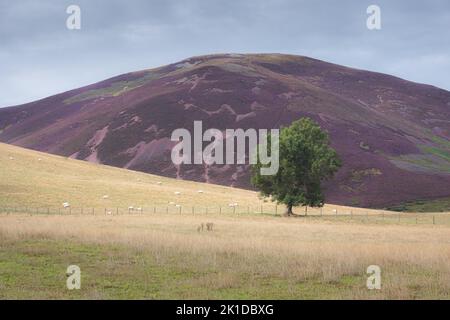 Un frêne solitaire dans un paysage de campagne avec des moutons et de la bruyère pourpre sur Carnethy Hill dans le parc régional de Pentland Hills près de Peniciuk, ou Banque D'Images