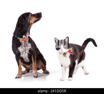 Portrait d'un chien tricolore et chat avec un collier avec des noeuds de Noël sur fond blanc Banque D'Images