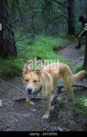 Un chien de Caroline se réveillant sur le terrain de la forêt avec des arbres, plan vertical Banque D'Images