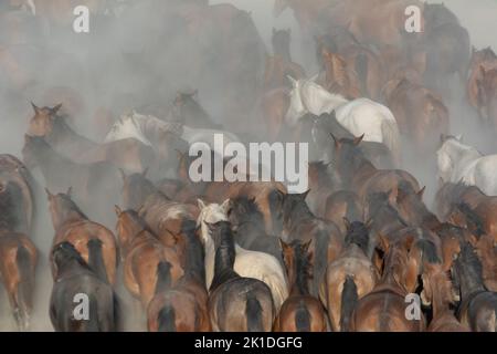 Les chevaux, qui ont conservé la vie naturelle, se sont multipliés au fil du temps et ont commencé à vivre librement. Les chevaux sauvages se rendent contre le coucher du soleil. Banque D'Images