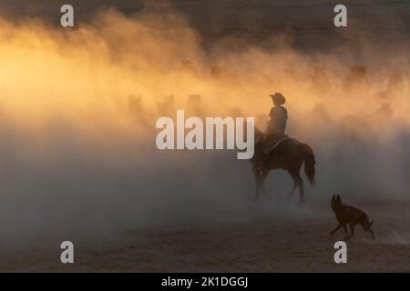 Les chevaux, qui ont conservé la vie naturelle, se sont multipliés au fil du temps et ont commencé à vivre librement. Les chevaux sauvages se rendent contre le coucher du soleil. Banque D'Images