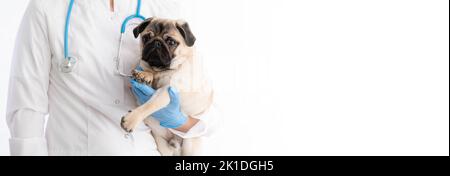 Image rognée de la belle femme vétérinaire médecin avec stéthoscope tenant mignon chiot chien pug dans les bras dans la clinique vétérinaire sur fond blanc Banque D'Images