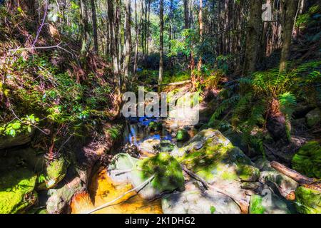 Forêt profonde dans les Blue Mountains d'Australie à Gordon Falls - sentier de randonnée de la ville de Leura. Banque D'Images