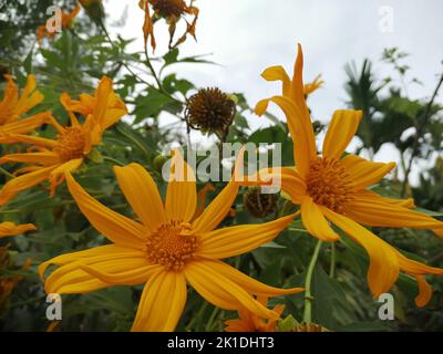Tournesol mexicain jaune vif (Tithonia diversifolia) en gros plan Banque D'Images