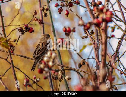 Bruant eurasien (Passer montanus) perché sur une branche de rosehip. L'oiseau a été soufflé vers le haut du froid. Banque D'Images