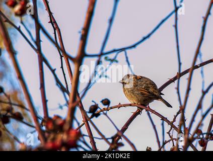 Bruant eurasien (Passer montanus) perché sur une branche de rosehip. L'oiseau a été soufflé vers le haut du froid. Banque D'Images