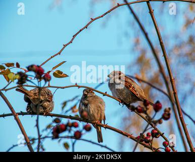 Bruant eurasien (Passer montanus) perché sur une branche de rosehip. L'oiseau a été soufflé vers le haut du froid. Banque D'Images