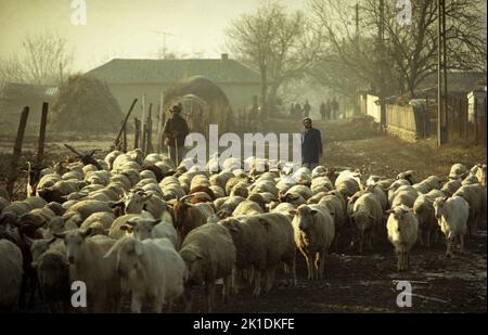 Comté de Tulcea, Roumanie, env. 2002. Troupeau de chèvres et de moutons sur une voie de village. Banque D'Images