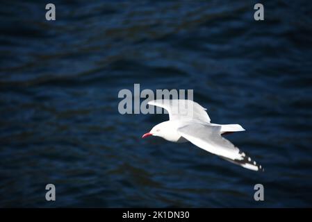 Plein cadre en gros plan d'un mouette à bec rouge sauvage survolant les magnifiques eaux du fjord du Doubtful Sound sur l'île du Sud de la Nouvelle-Zélande. Banque D'Images