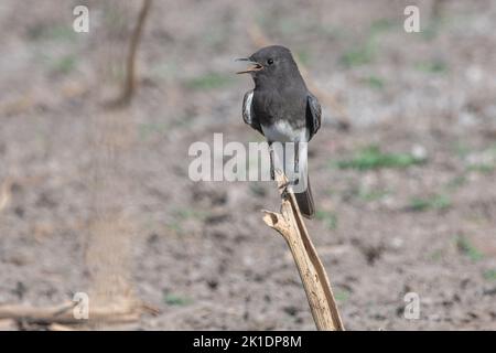 Un phoebe noir (Sayornis nigricans) un piège à mouches se panant et se thermorégulant au cours d'une vague de chaleur en Californie. Banque D'Images