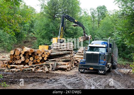 Un chantier d'exploitation forestière avec chargeur charge des grumes sur une remorque de tracteur Banque D'Images