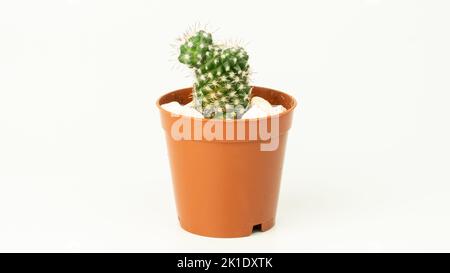 Plante de cactus succulente isolée sur fond blanc. Cactus dans pot de fleur. Banque D'Images