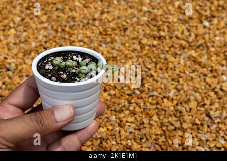 Chaîne de perles succulentes de plante dans un pot miniature en céramique blanche Banque D'Images