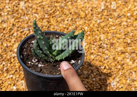 Aloès aculeata plante succulente dans un pot en plastique Banque D'Images